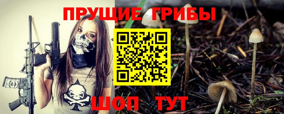 Галлюциногенные грибы Psilocybe Заводоуковск